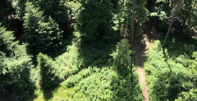 photo  c’est sur une petite route escarpée de la forêt de perseigne qu’un jeune homme a perdu le contrôle de sa peugeot 306, qui a chuté d’au moins trois mètres en contrebas.  &copy;  archives le maine libre 