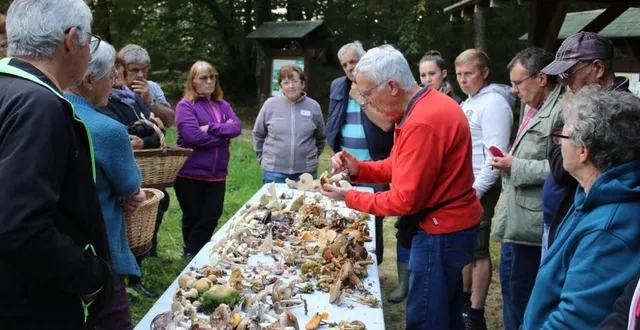 photo  au retour de la cueillette, il fallait faire le tri entre champignons comestibles et non comestibles.  &copy;  le maine libre 
