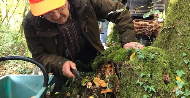 photo  pierre camus, spécialiste des champignons, cueille des pholiotes changeantes.  &copy;  ouest-france 