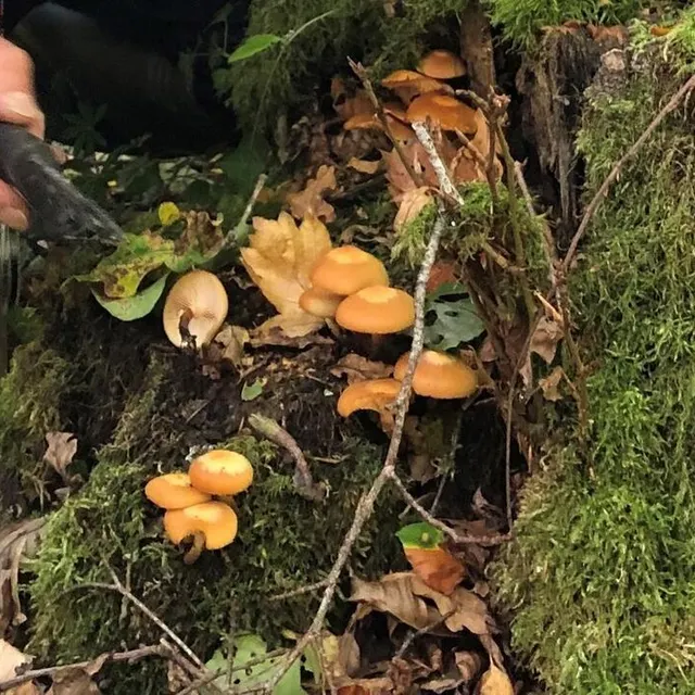 photo la pholiote changeante.  ©  ouest-france