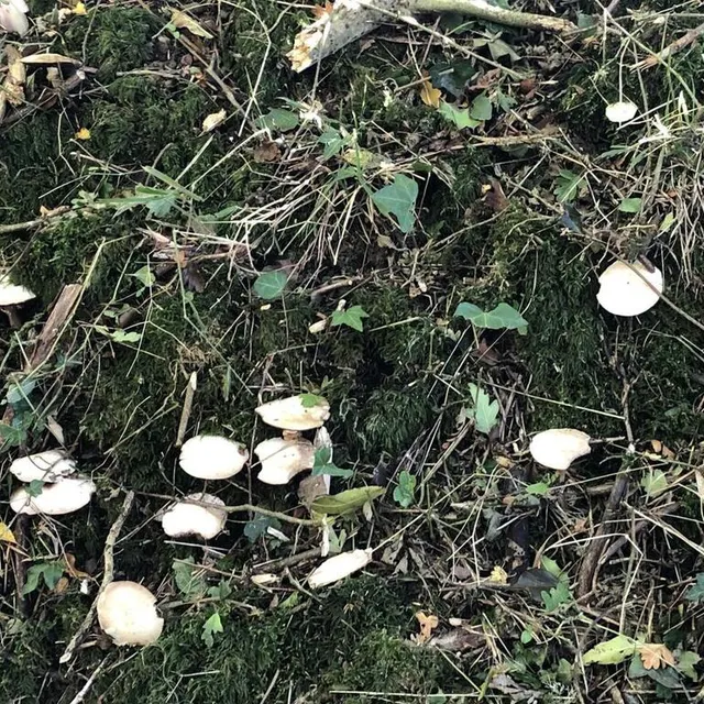 photo l’agaric jaunissant.  ©  ouest-france