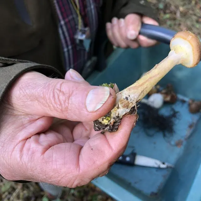 photo l’armillaire.  ©  ouest-france