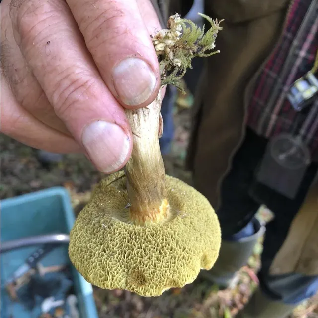 photo un bolet.  ©  ouest-france