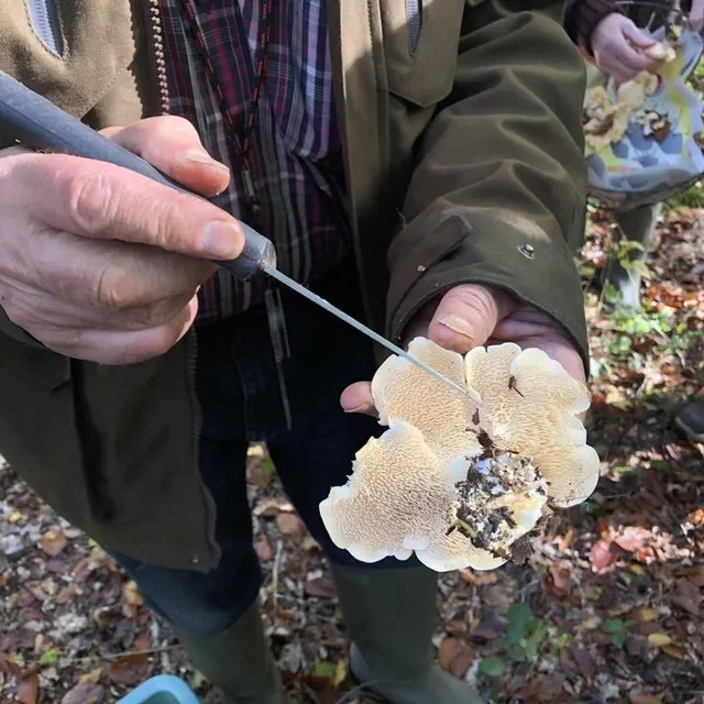 photo un pied de mouton.  ©  ouest-france
