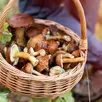 photo quiz. 5 questions sur... les champignons