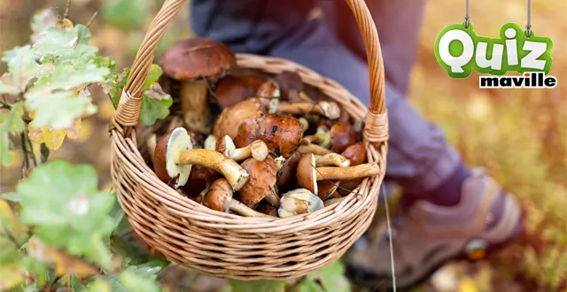photo quiz. 5 questions sur... les champignons
