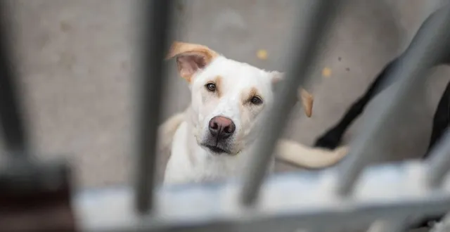 photo  mardi 26 octobre 2021, une femme de 76 ans était convoquée devant le tribunal judiciaire d’argentan (orne), pour avoir détenu, sans autorisation et dans de mauvaises conditions, plusieurs dizaines d’animaux (illustration).  &copy;  archives ouest-france 