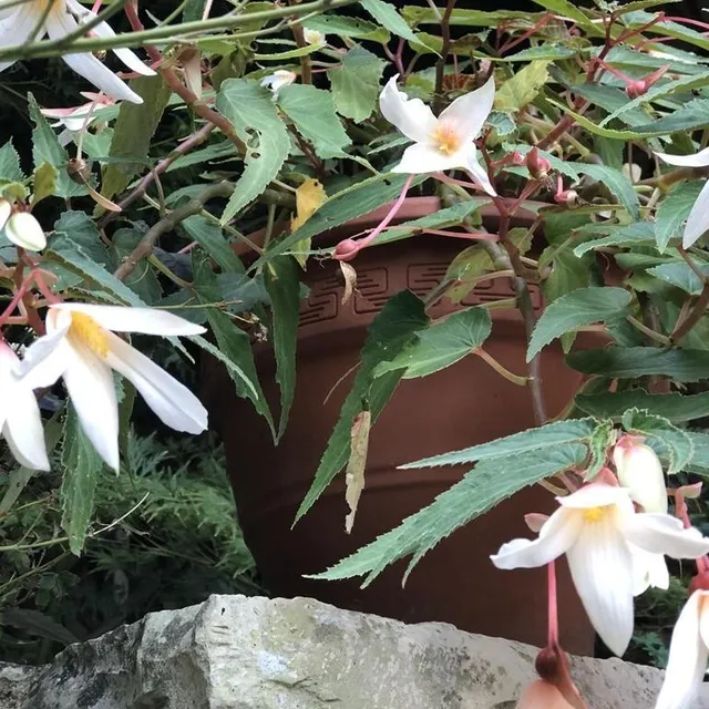 photo les jardins se renouvellent avec des espèces très connues : ici, une nouvelle variété de bégonias.  ©  ouest-france