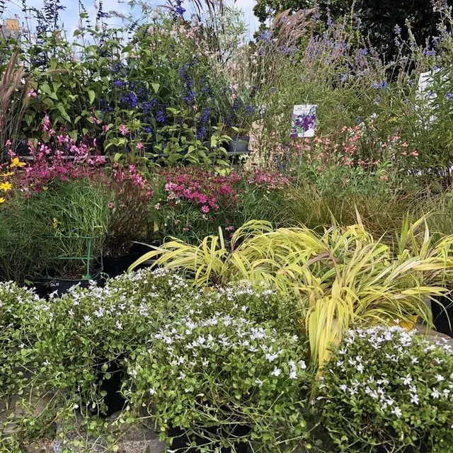 photo pour renouveler les jardins, les pépiniéristes exposent leurs collections très riches et variées.  ©  ouest-france