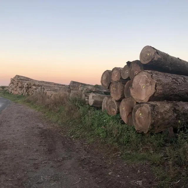 photo les stocks de grumes, recherchés par les chinois, sont importants à la scierie besson frères de rânes.  ©  ouest-france