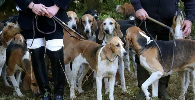 photo  de mi-septembre à fin mars, l’équipage kermaingant a le droit de tuer 28 cerfs par an en forêt d’écouves mais n’en prélève qu’une petite dizaine. photo d’illustration.  &copy;  reuters 