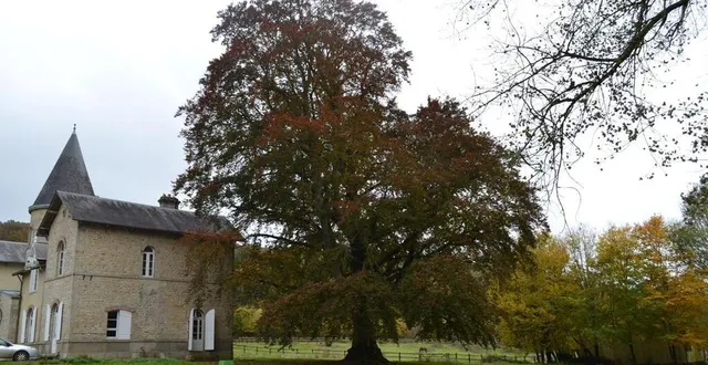 photo  le hêtre pourpre de l’ermitage, à saint-nicolas-des-bois, fait partie des quatorze nommés au concours du plus bel arbre français de l’année 2021.  &copy;  ouest-france 