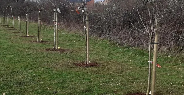 photo  « une naissance, un arbre ».  &copy;  archives le maine libre 