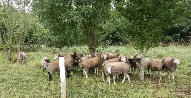 photo  eric gauttier élève 300 brebis dans le secteur de marolles-les-braults.  &copy;  archives le maine libre 