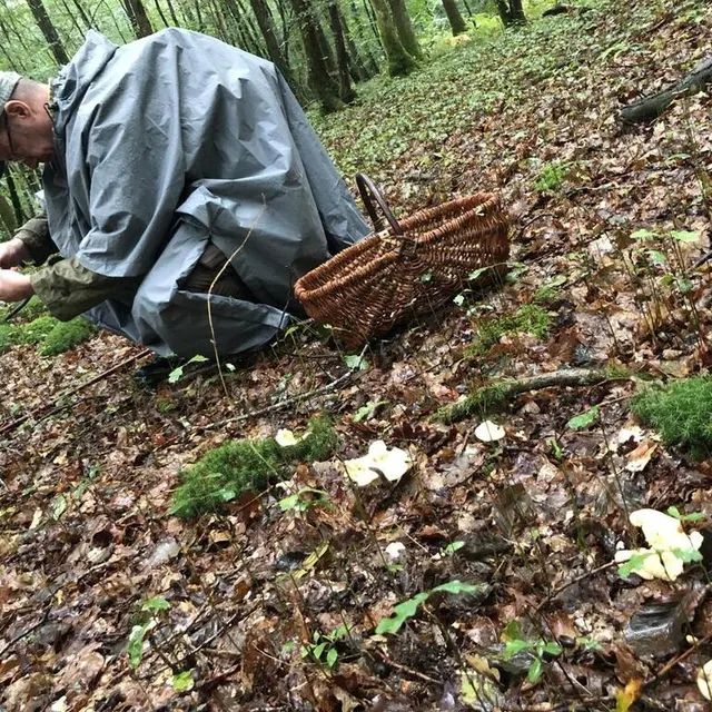 photo l’art de la chasse aux champignons ? un panier et une bonne vue !  ©  ouest-france