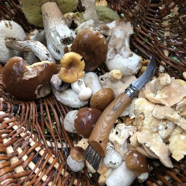 photo pour cette première cueillette de champignons, quatre heures de marche, mais des pieds de mouton, des cèpes et des girolles. et même une petite coulemelle ! attention, pas plus de 4 kg par personne.  ©  ouest-france