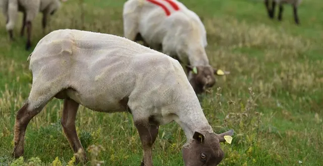photo  le 4 novembre 2021, un éleveur de marolles-les-brault, dans le nord de la sarthe, a perdu neuf brebis lors d’une attaque de chiens errants. (photo d’illustration).  &copy;  archives ouest-france 