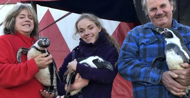 photo  marolles-les-braults, mercredi 10 novembre 2021. la famille pedersen, vicky, sara et hans, tourne en france et en europe, avec ses 20 manchots et ses deux otaries.  &copy;  le maine libre 