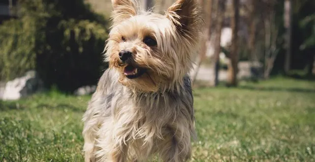 photo  le yorkshire a permis aux secours de retrouver très rapidement la femme désorientée qui était perdue à une dizaine de mètres de sa voiture. photo d'illustration.  &copy;  pezibear / pixabay 