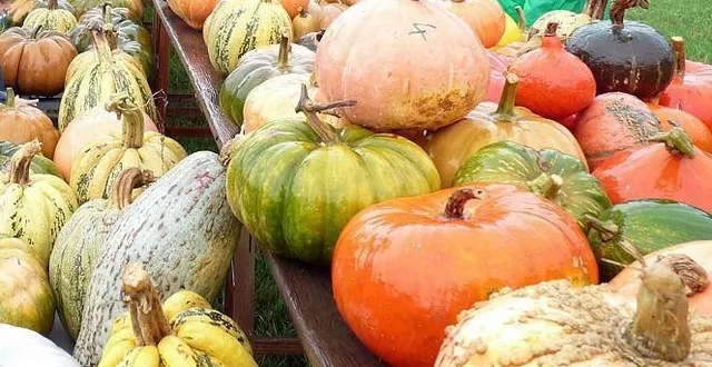 photo  les potirons fêtent l’automne au jardin potager de bonnétable le 24 octobre  &copy;  archives le maine libre 