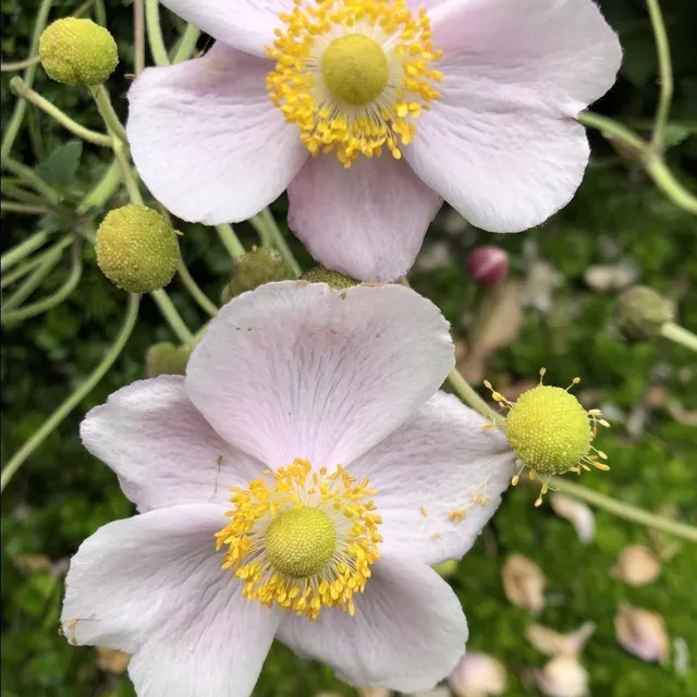photo des anémones, dans le jardin du manoir de la boisnerie, à sainte-honorine-la-chardonne, dans l’orne.  ©  ouest-france