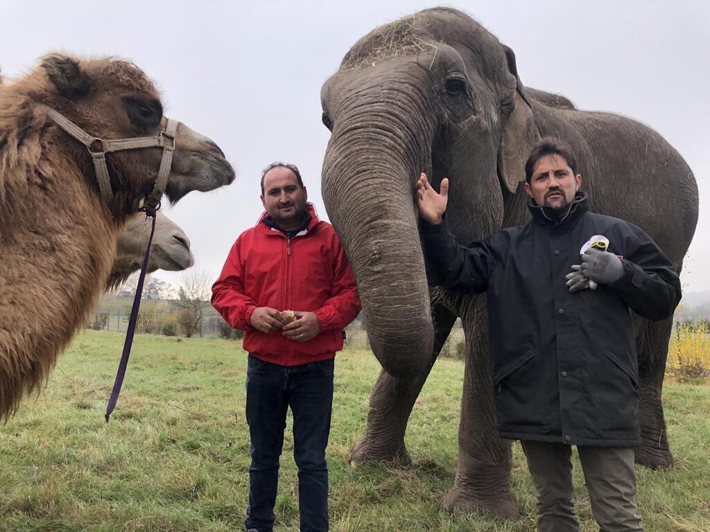 Saumur. Fin des animaux sauvages au cirque l incompr hension