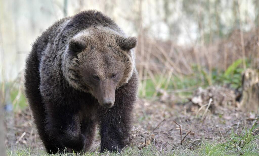 Chasseur attaqu par une ourse en Ari ge ouverture d une