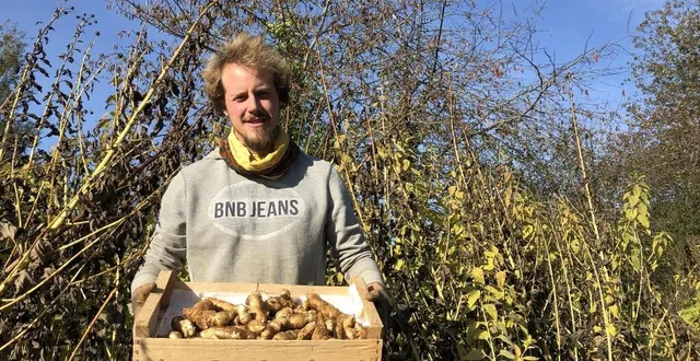 photo  léandre launay, un des quatre associés du gaec des grillons, pose ici avec les tubercules d’héliantis dont la fleur, derrière lui, peut monter jusqu’à trois mètres.  &copy;  le maine libre 