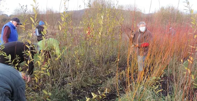 photo  les bénévoles ont eu vite fait de récolter les brins d’osier.  &copy;  ouest-france 