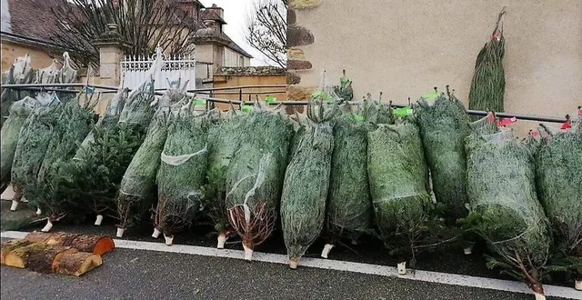 photo  c’est un rituel. chaque année, l’association des parents d’élèves distribue  aux habitants de la commune les sapins de noël. cette année, 45 familles avaient passé commande dès début novembre. elles pourront les retirer aujourd’hui de 14 à 17 heures, place de l’église.  &copy;  le maine libre 