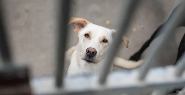 photo  mardi 26 octobre 2021, une femme de 76 ans était jugée par le tribunal d’argentan, pour avoir détenu des animaux sans autorisation et dans de mauvaises conditions.  &copy;  archives ouest-france 