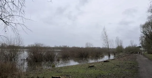 photo  l’abattage de peupliers en bord de maine.  &copy;  co 