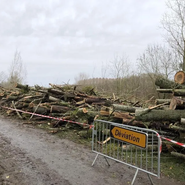 photo l’abattage de peupliers en bord de maine.  ©  co