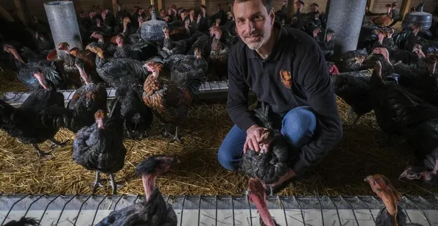 photo  sarcé, jeudi 9 décembre 2021. guillaume loyer, ici dans l’un des chalets où les chapons finissent leur croissance avec du lait cru avant l’abattage.  &copy;  le maine libre – denis lambert 