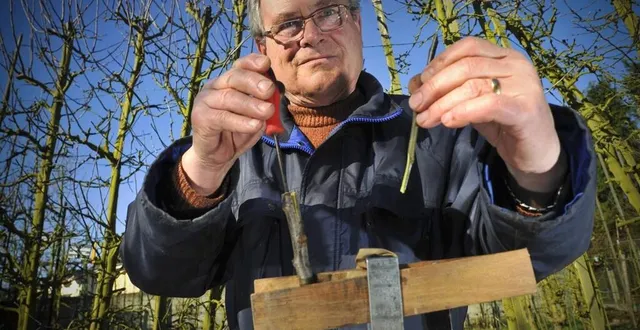 photo  arnage, février 1916. andré pérocheau dans son jardin réalise une greffe en fente.  &copy;  archives le maine libre – denis lambert 