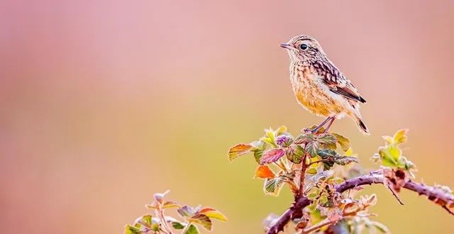 photo  « ambiance pastel », un joli petit oiseau photographié par achille alix, à chenu.  &copy;  achille alix /@wildlifeax 