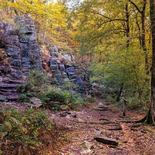 Au pied de Rochebrune, en forêt de Sillé-le-Guillaume. Arnaud Fraioli/@muztik0 photo au pied de rochebrune, en forêt de sillé-le-guillaume. © arnaud fraioli/@muztik0
