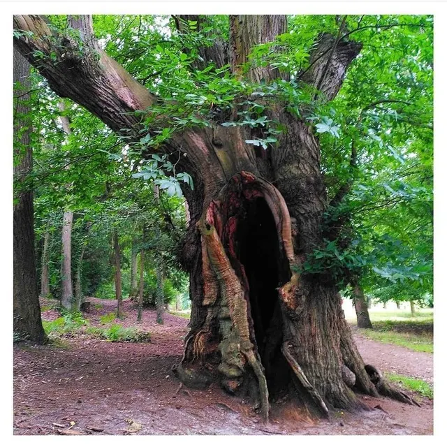 « L’arbre magique » de la forêt de l’Arche de la nature, à Yvré-l’Évêque, capturé par Amandine Déposé. Amandine Déposé/@fleurlapivoine photo « l’arbre magique » de la forêt de l’arche de la nature, à yvré-l’évêque, capturé par amandine déposé. © amandine déposé/@fleurlapivoine