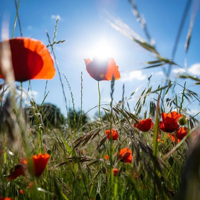 La lumière se couche sur un magnifique champ de coquelicots, à Tuffé. Par Vivien Le Borgne. Vivien Le Borgne/@vivienlbphotographie photo la lumière se couche sur un magnifique champ de coquelicots, à tuffé. par vivien le borgne. © vivien le borgne/@vivienlbphotographie
