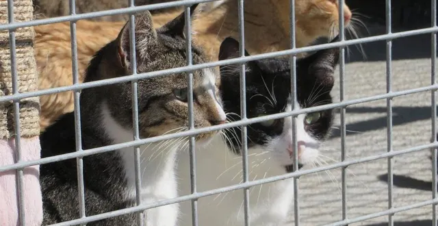 photo  l’association de protection animale les paniers du cœur souhaite créer un refuge, à argentan.  &copy;  archives ouest-france 
