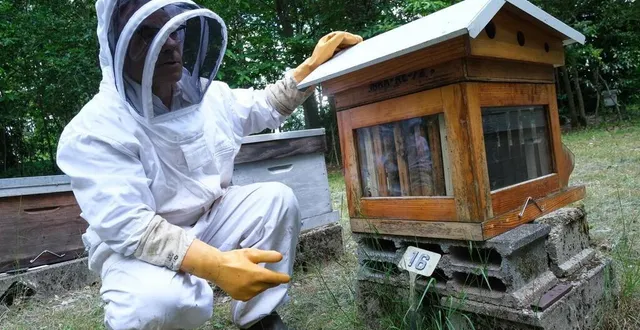 photo  une ruche à noël, c’est une bonne idée. à condition de penser à tout.  &copy;  photo archives le maine libre denis lambert 