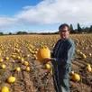photo  sur une parcelle de 9 hectares à solesmes, les courges étaient visibles jusqu’à perte de vue. 