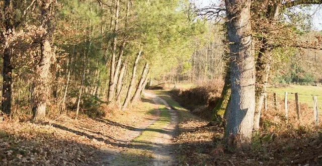 photo  le circuit dit de saint-thibault chemine entre bois de pin et bocage, à château-l’hermitage en sarthe.  &copy;  ouest-france/yanne boloh 