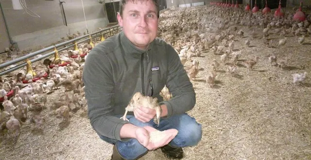 photo  benoît drouin produit des volailles bio et de label de qualité, à la ferme tout-joly.  &copy;  ouest-france 