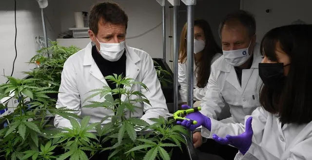 photo  angers, samedi 8 janvier 2022. yannick jadot était accompagné par ?grégory blanc pour suivre les explications d’amélie quesada, dans le laboratoire de la société la fleur qui mène des recherches sur le cannabis thérapeutique.  &copy;  co – laurent combet 