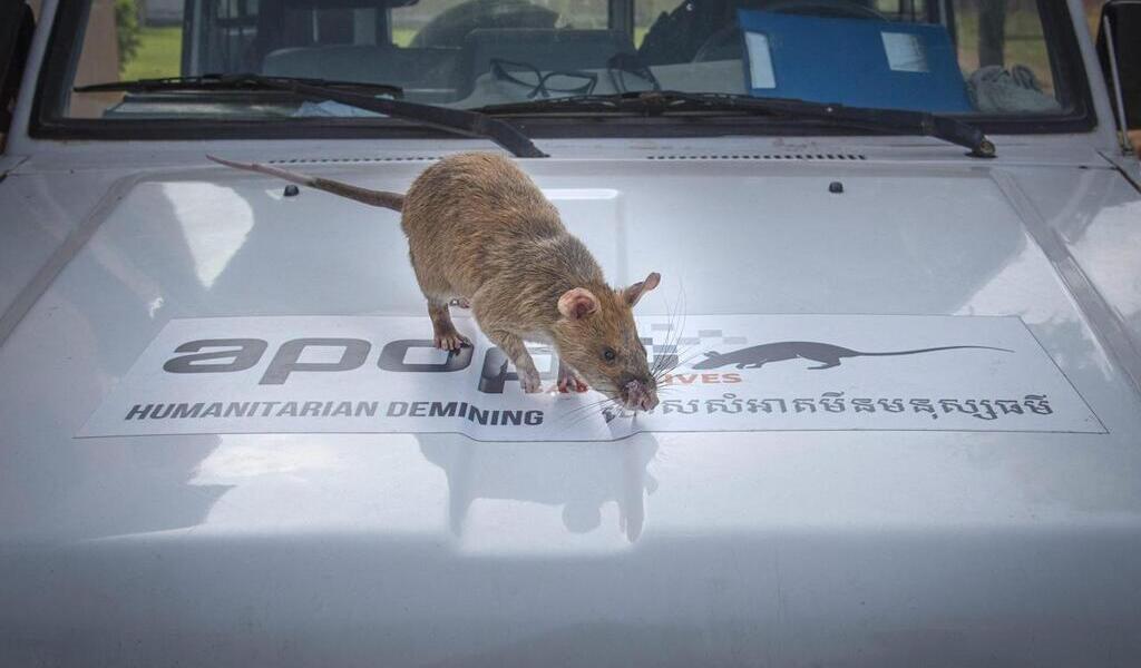 Cambodge: mort du rat détecteur de mines, un héros national