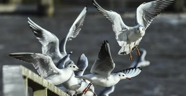 photo  le mans, jeudi 6 janvier 2022. sur le quai ledru-rollin, comme un semblant d’ambiance balnéaire : les mouettes rieuses sont là, et nombreuses au bord de la rivière.  &copy;  photo le maine libre-denis lambert 