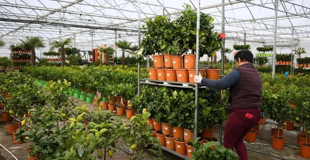 photo  tiercé, chemin des landes, 2 décembre 2021. l’entreprise cultive, à partir de jeunes plants venus du bassin méditerranéen, une soixantaine de variétés d’agrumes différentes, des citronniers aux pamplemoussiers, en passant par les poncirus et les kumquatiers.  &copy;  co – josselin clair 