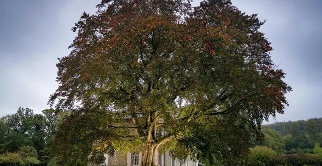 photo  ce hêtre pourpre de 175 ans s’exposera gare de lyon pendant deux mois.  &copy;  photo : emmanuel boitier / concours arbre de l’année 2021 