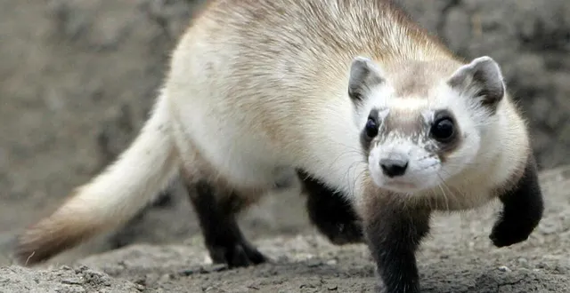 photo  les nouveaux animaux de compagnie (nac), dont font partie les furets, ont été très nombreux à être abandonnés en 2021.  &copy;  illustration reuters 